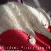 Photo de Ragdoll