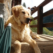 Photo de Golden retriever