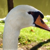 Photo de Cygne