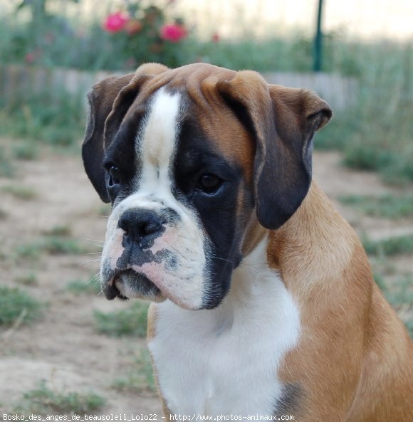 Photo De Boxer Bosko Des Anges De Beausoleil N Sur Photos Animaux Com