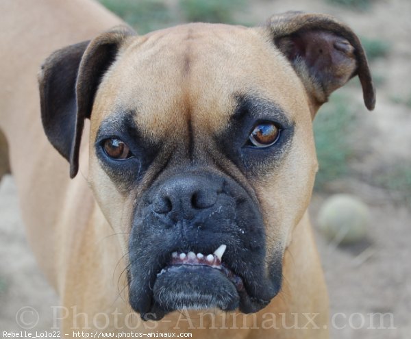 Photo de Boxer