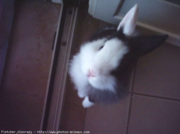 Photo de Lapin