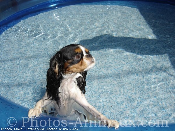 Photo de Cavalier king charles spaniel