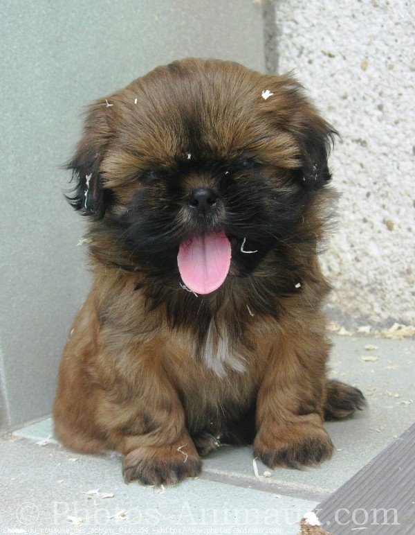 Photo de Shih tzu