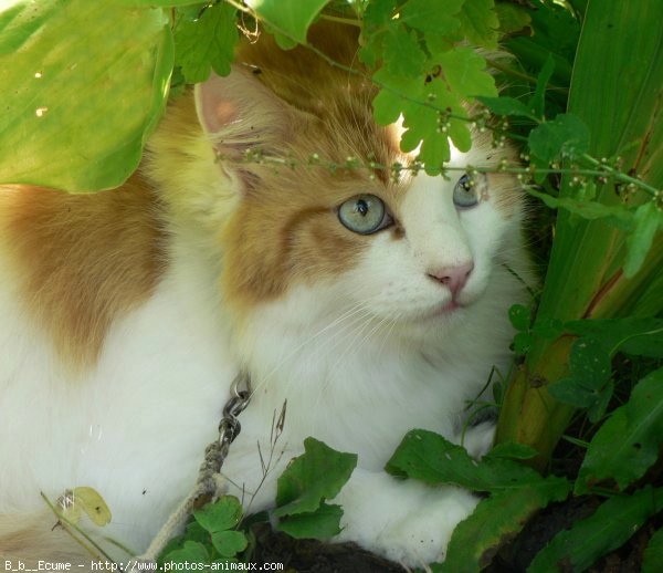 Photo de Chat domestique