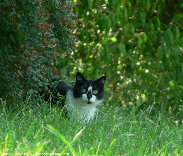 Photo de Chat domestique