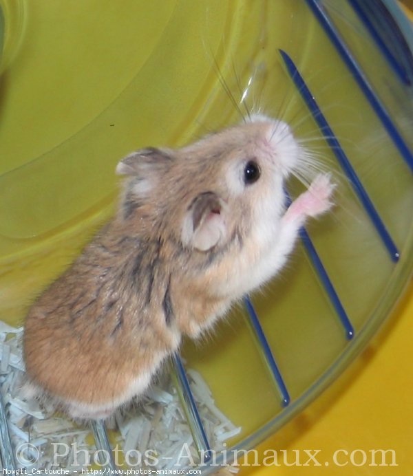 Photo de Hamster