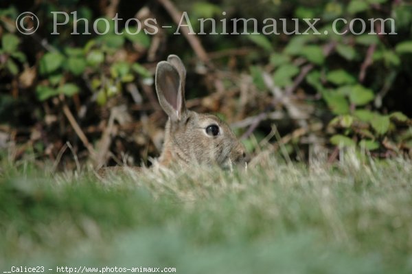 Photo de Lapin