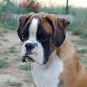 Photo de Boxer