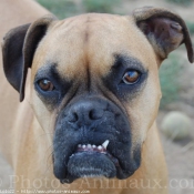 Photo de Boxer