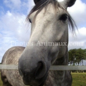 Photo de Poney franais de selle