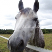 Photo de Poney franais de selle