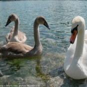 Photo de Cygne