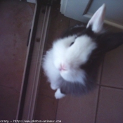 Photo de Lapin