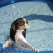 Photo de Cavalier king charles spaniel