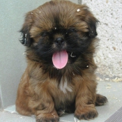 Photo de Shih tzu