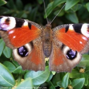 Photo de Papillon