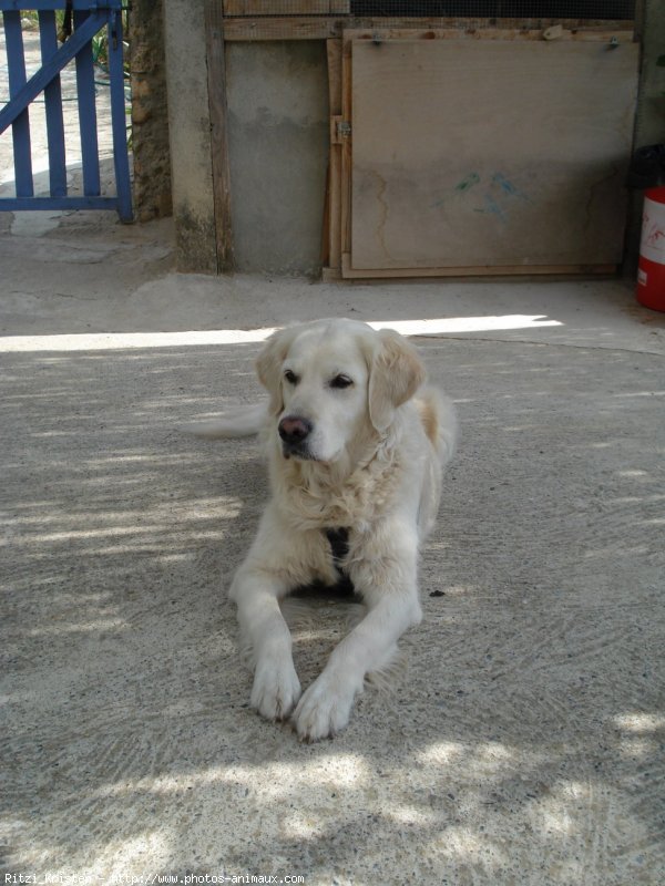 Photo de Golden retriever