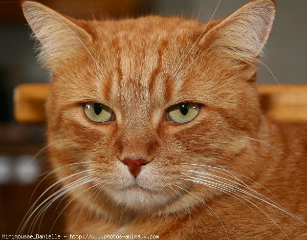 Photo de Chat domestique