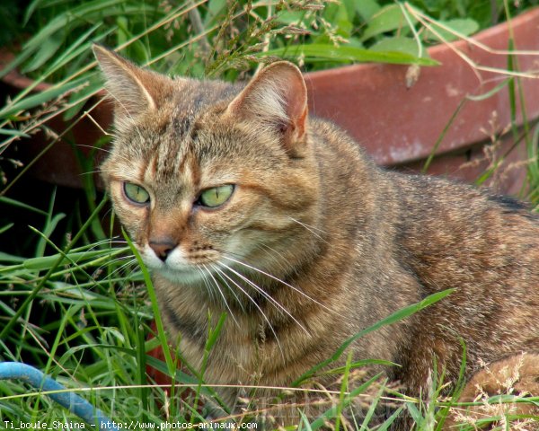 Photo de Chat domestique