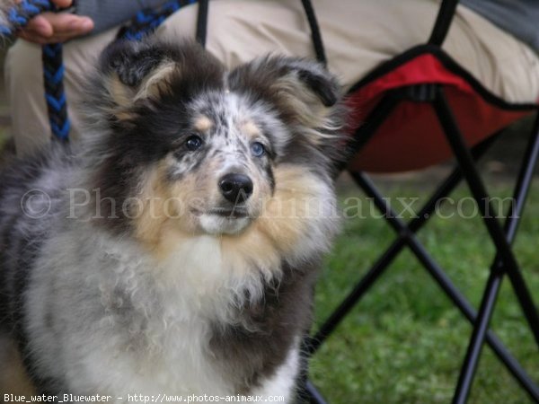 Photo de Chien de berger des shetland