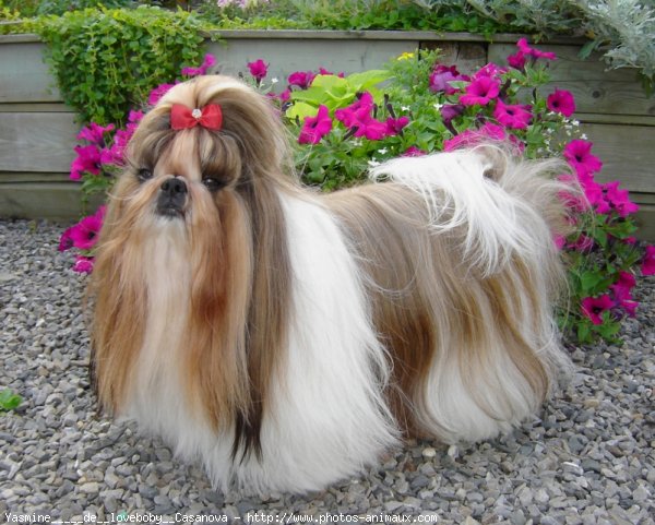 Photo de Shih tzu