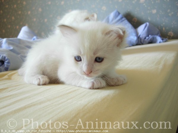 Photo de Ragdoll