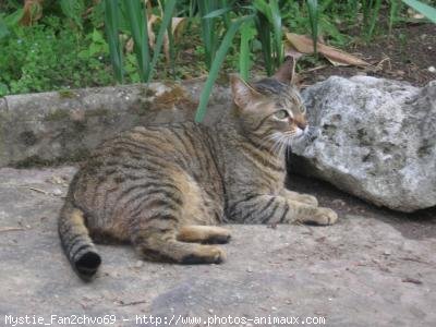 Photo de Chat domestique