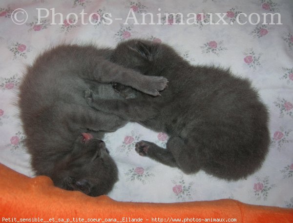 Photo de Chartreux