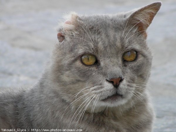 Photo de Chat domestique