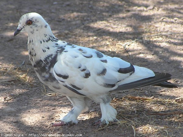 Photo de Pigeon