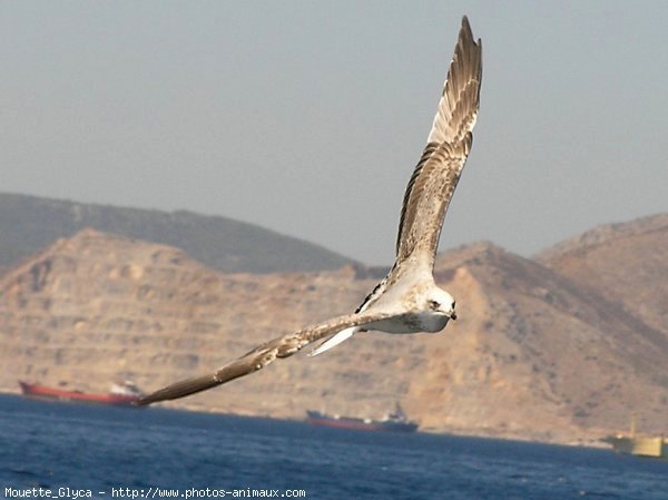 Photo de Mouette