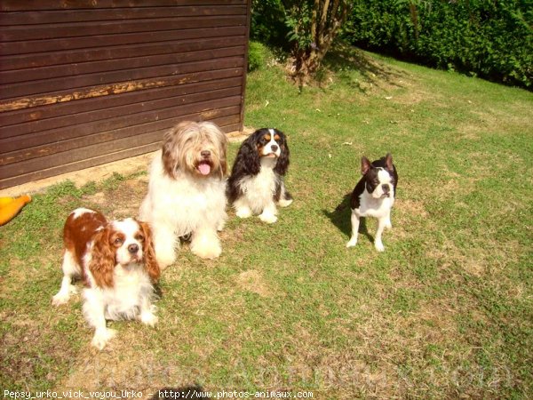 Photo de Races diffrentes