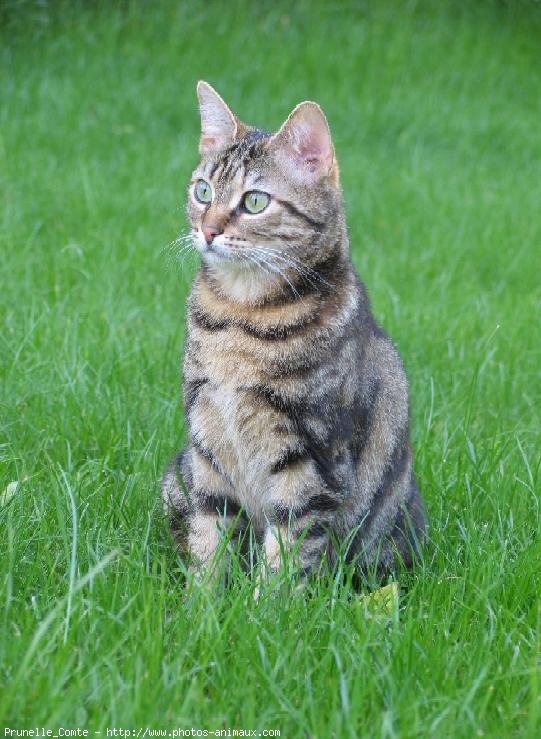 Photo de Chat domestique