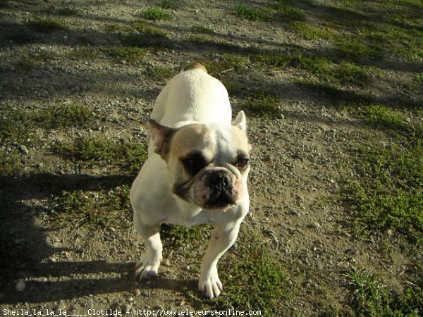 Photo de Bouledogue franais