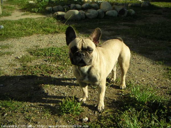 Photo de Bouledogue franais