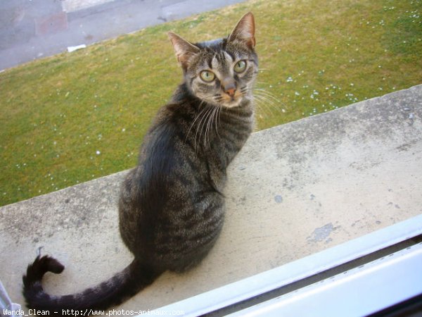 Photo de Chat domestique