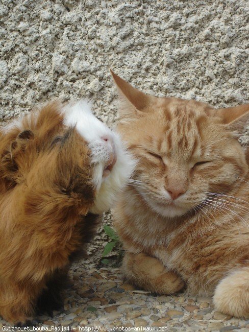 Photo de Races diffrentes