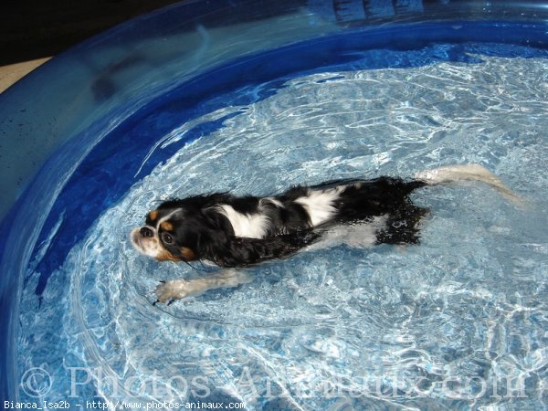 Photo de Cavalier king charles spaniel