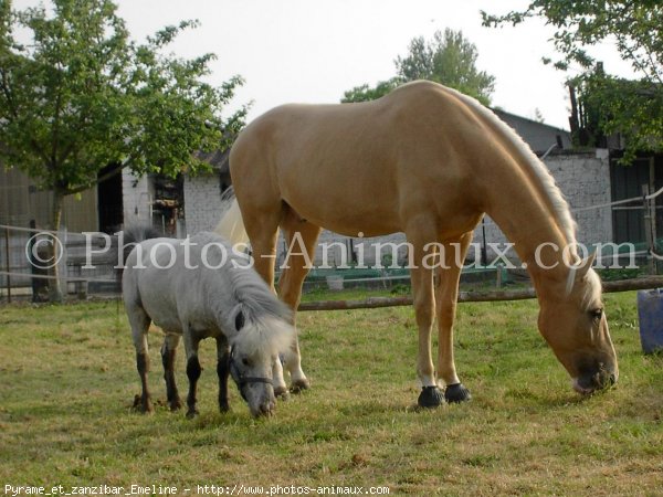 Photo de Races diffrentes