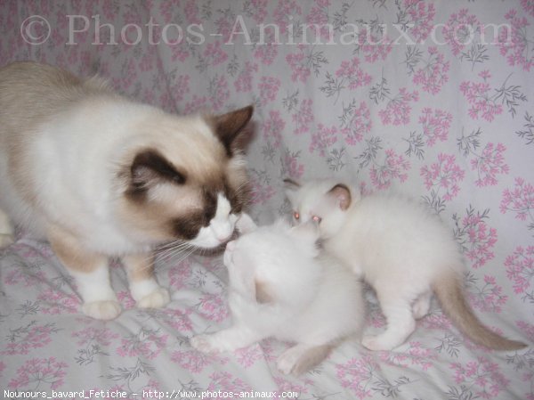 Photo de Ragdoll