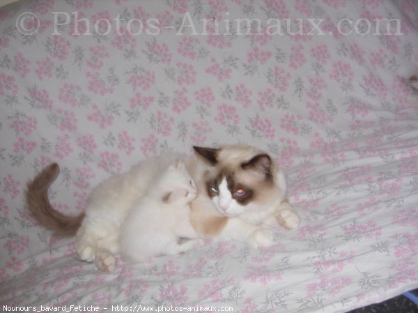 Photo de Ragdoll