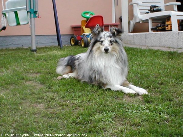 Photo de Chien de berger des shetland