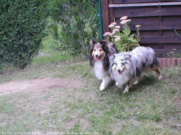 Photo de Chien de berger des shetland