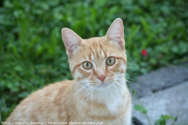 Photo de Chat domestique