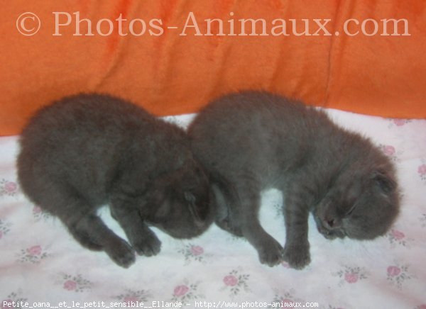 Photo de Chartreux