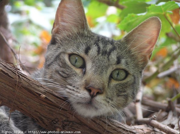 Photo de Chat domestique