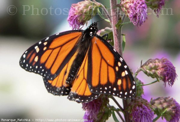 Photo de Papillon