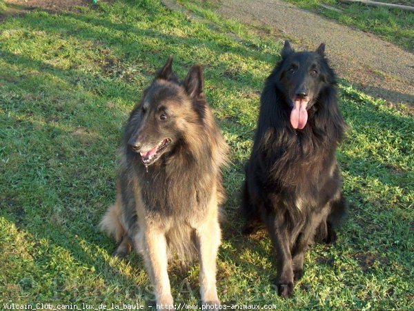 Photo de Berger belge tervueren