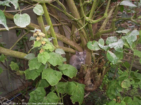 Photo de Chat domestique